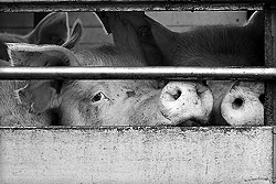 Schweine - Transport zum Schlachthof